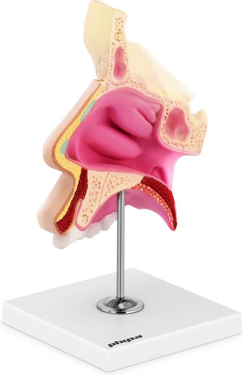 physa Anatomiemodel - Neusholte - levensgroot