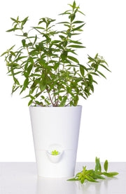 Emsa Fresh Herbs 514245 kruidenpot
