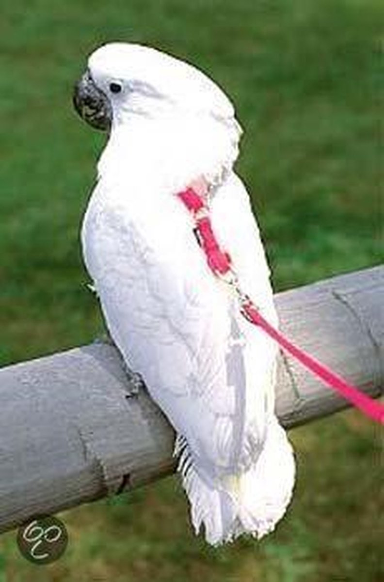 Happybird vogeltuigje - medium