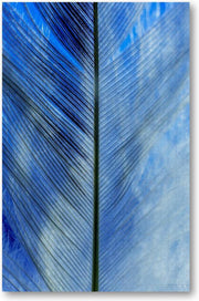 Veren close-up - 1000 Stukjes puzzel voor volwassenen - Besteposter - Dieren - Natuur