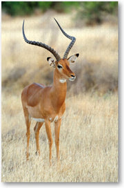 Impala Antilope op de Savanne - 1000 Stukjes puzzel voor volwassenen - Dieren - Natuur