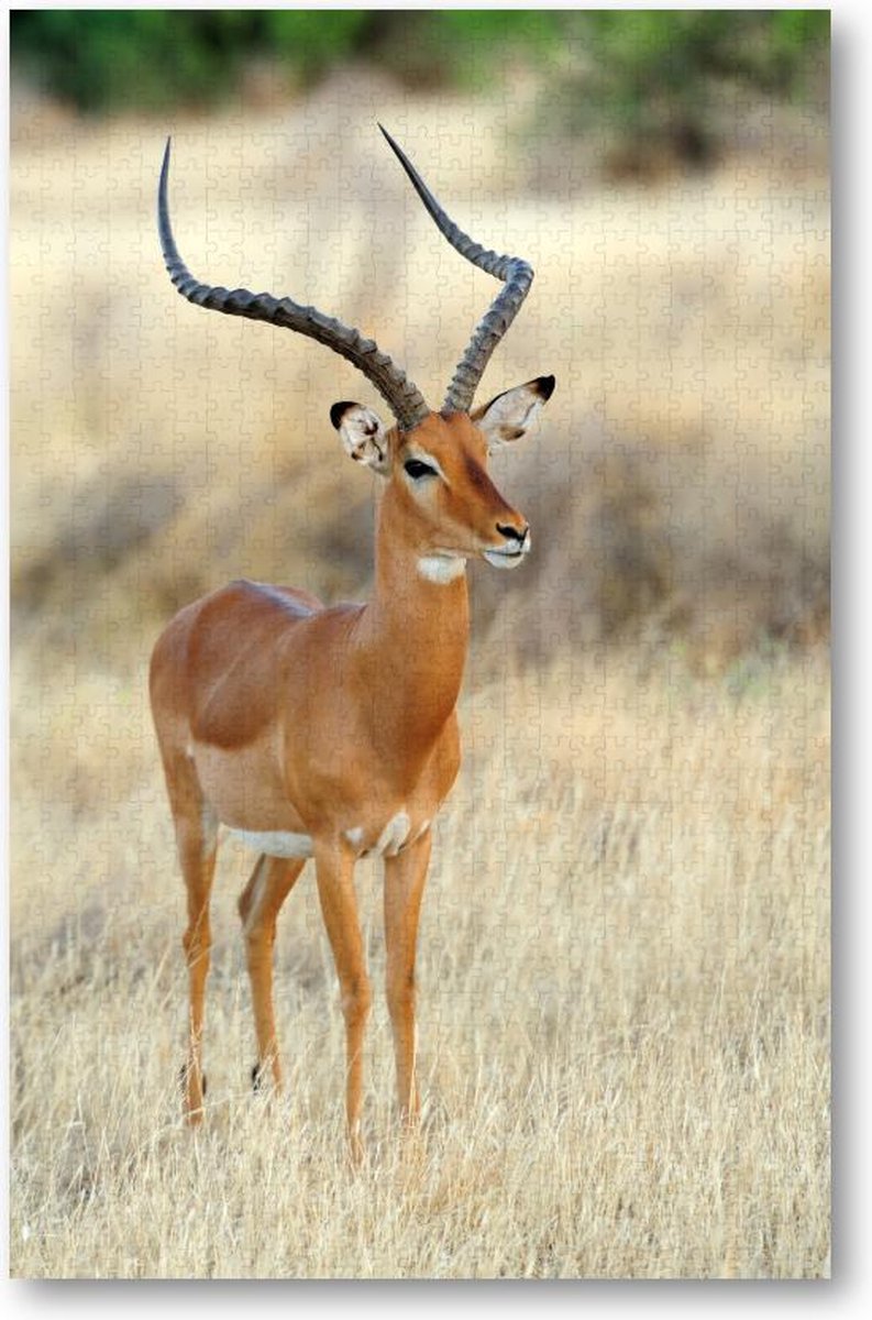 Impala Antilope op de Savanne - 1000 Stukjes puzzel voor volwassenen - Dieren - Natuur