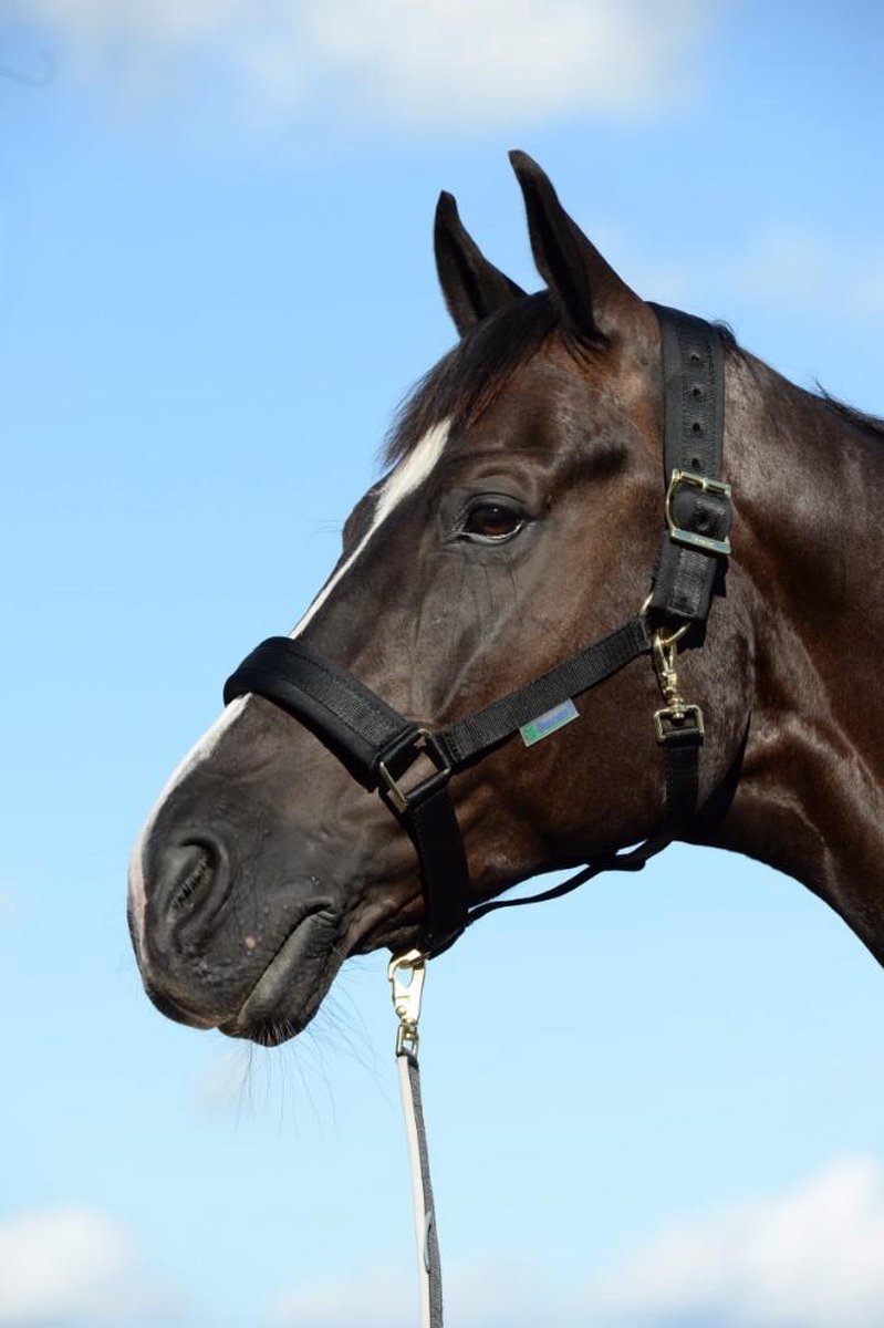 Bucas Comfort Halster Pony Zwart
