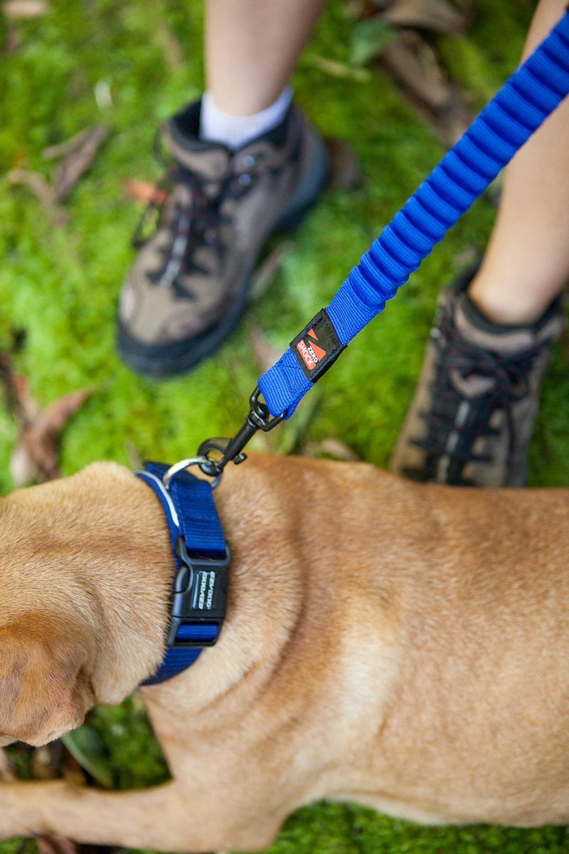 EzyDog Zero Shock - Korte Hondenriem - 64cm - Oranje