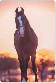Muismat - Mousepad - Marwar - zonsondergang - Paarden - 40x60 cm