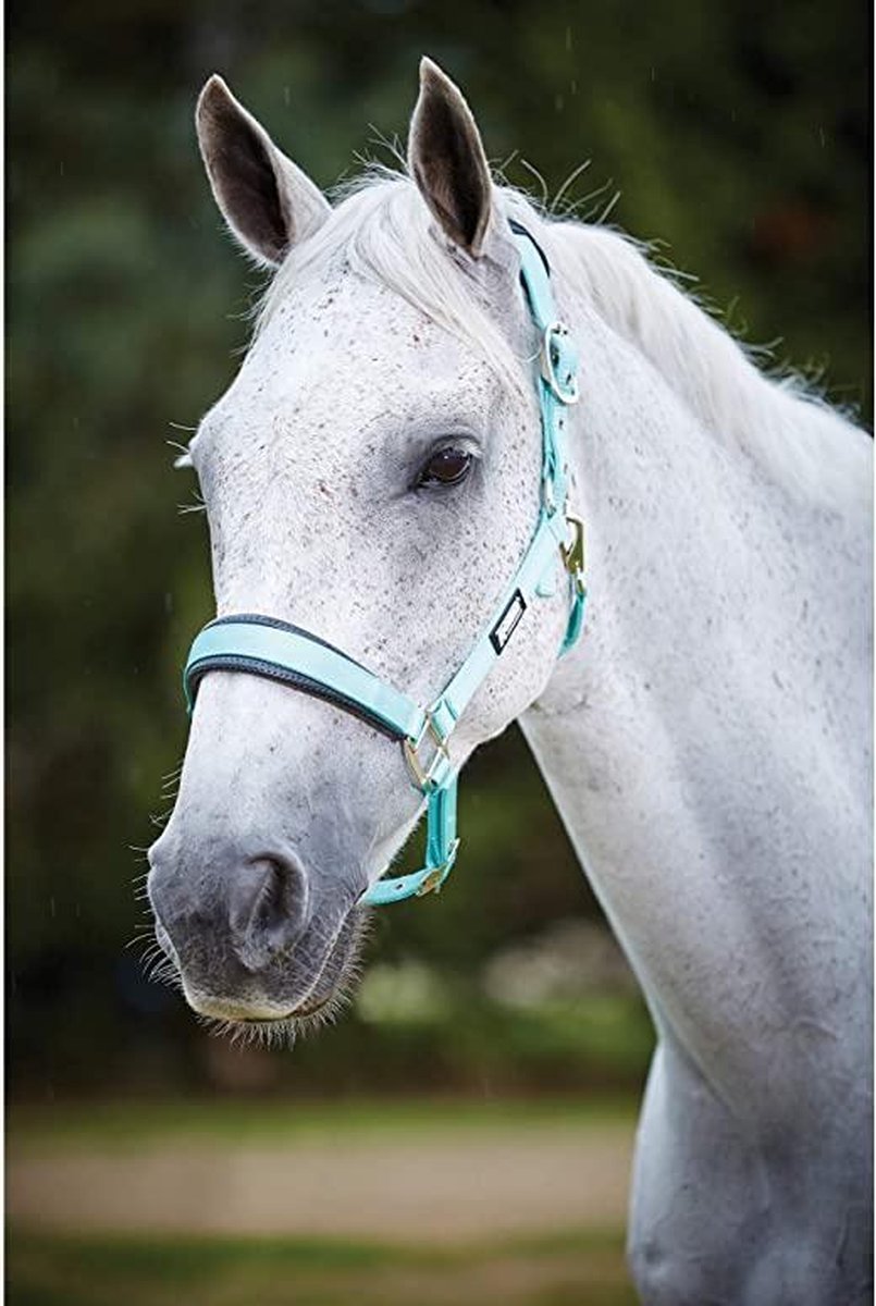 RelaxPets - Weatherbeeta - Halster - Roma - Kopstuk en Neusriem Zacht Onderlegd - 2 Punten Verstelbaar - Full - Mint
