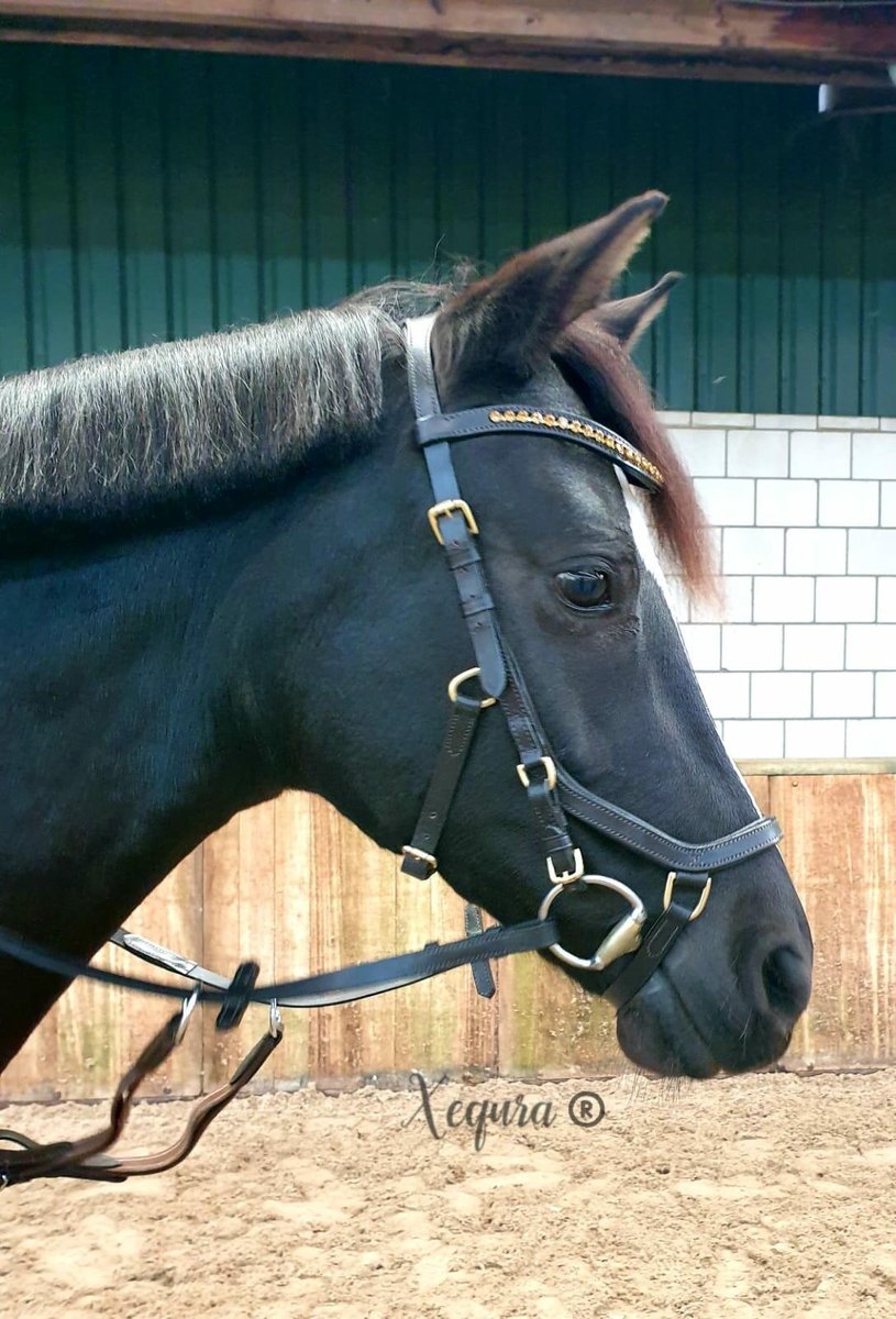 Anatomisch hoofdstel - PONY - Donkerbruin- Dressuur - Springen - hoofdstel - recreatie - sport