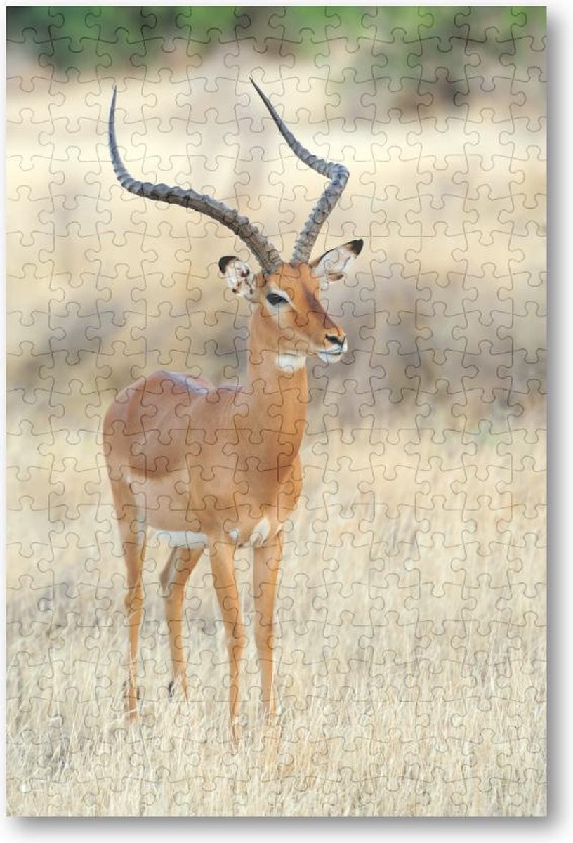 Impala Antilope op de Savanne - 252 Stukjes puzzel voor volwassenen - Dieren - Natuur