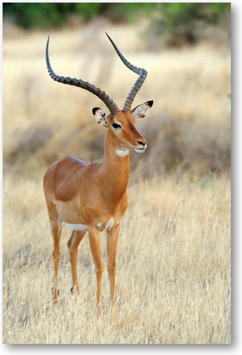 Impala Antilope op de Savanne - 1500 Stukjes puzzel voor volwassenen - Dieren - Natuur