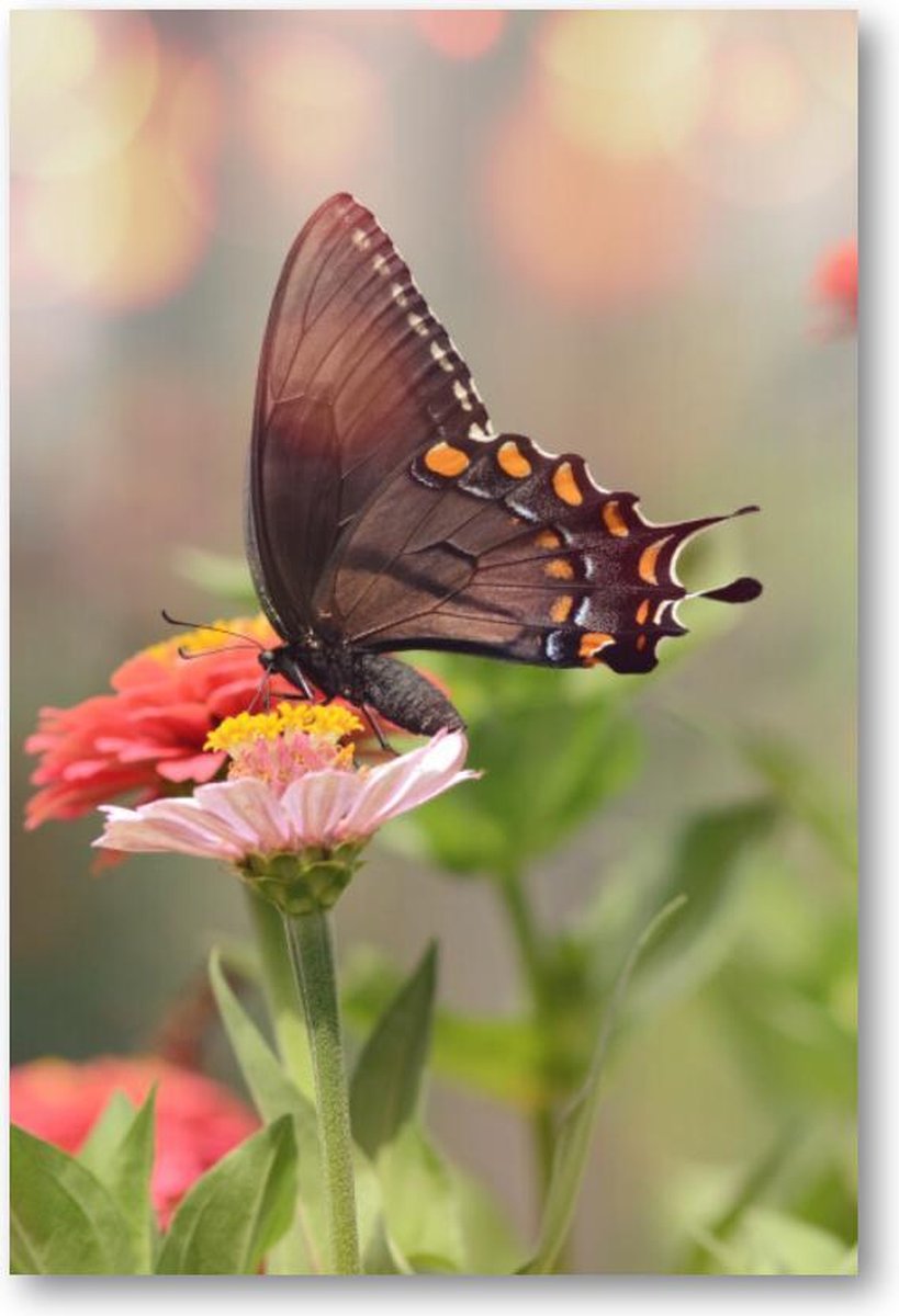 Kleine zwarte satyrium vlinder op een roze bloem - 1500 Stukjes puzzel voor volwassenen - Dieren - Natuur - Bloemen
