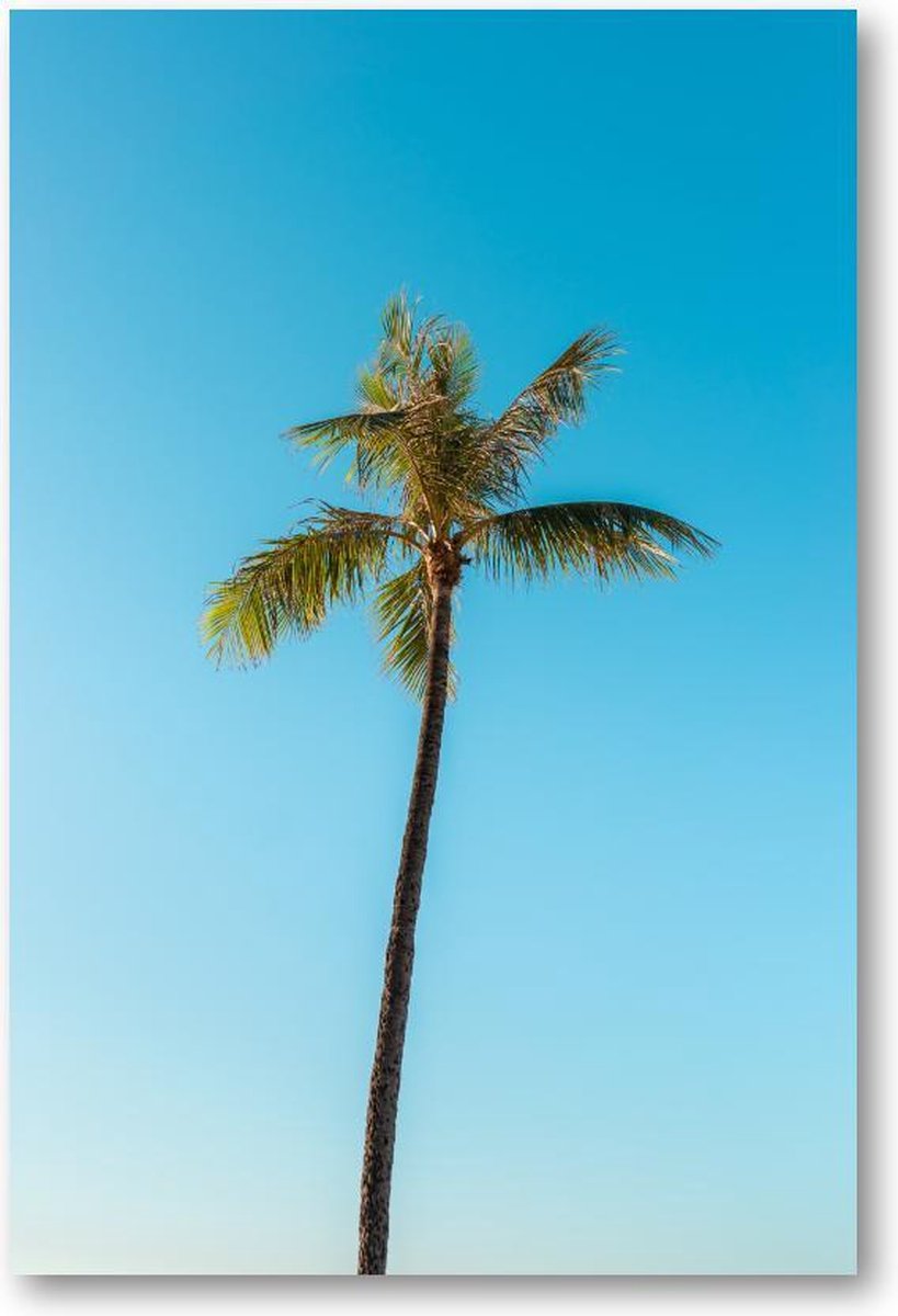 Low angle van een hoge palmboom onder een heldere hemel - 1500 Stukjes puzzel voor volwassenen - Minimalist - Landschap - Natuur