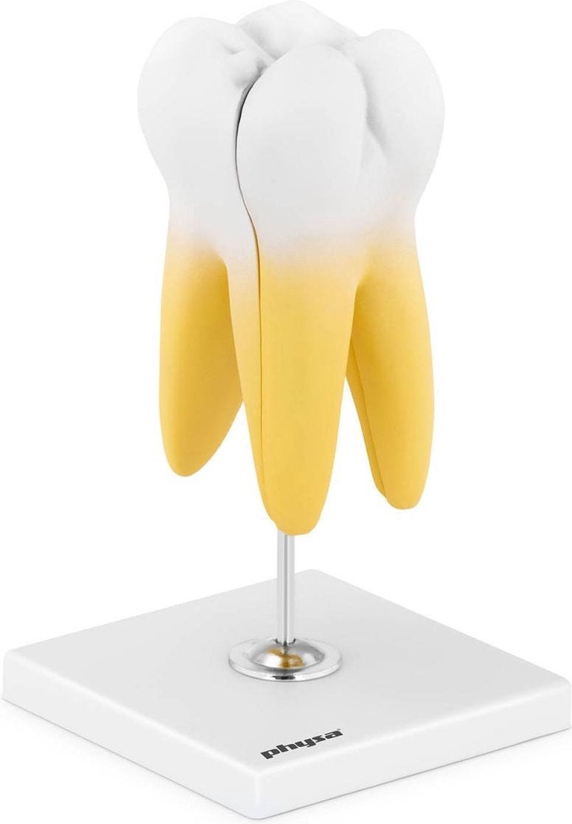 physa Molair model - tweewortel molair - 2 st.