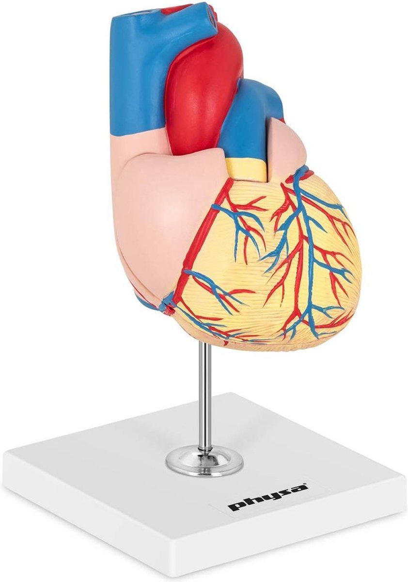 physa Hartmodel anatomisch - deelbaar in 2 delen - levensgroot