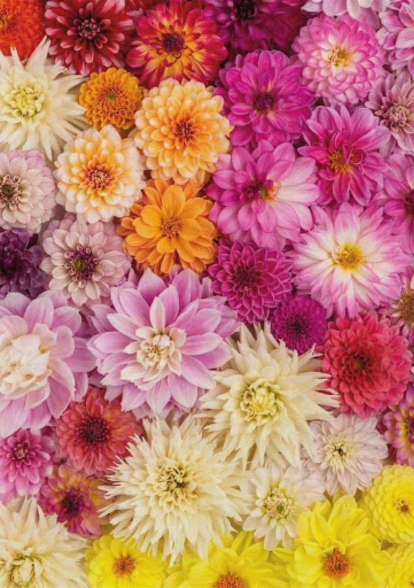 Puzzel 1000 stukjes dahlia's