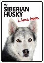 Siberian Husky lives here