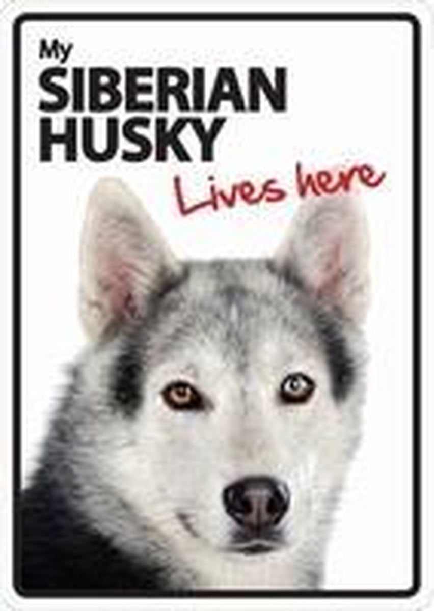 Siberian Husky lives here