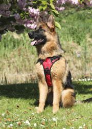 Frenkiez Reflective No Pull Dog Harness