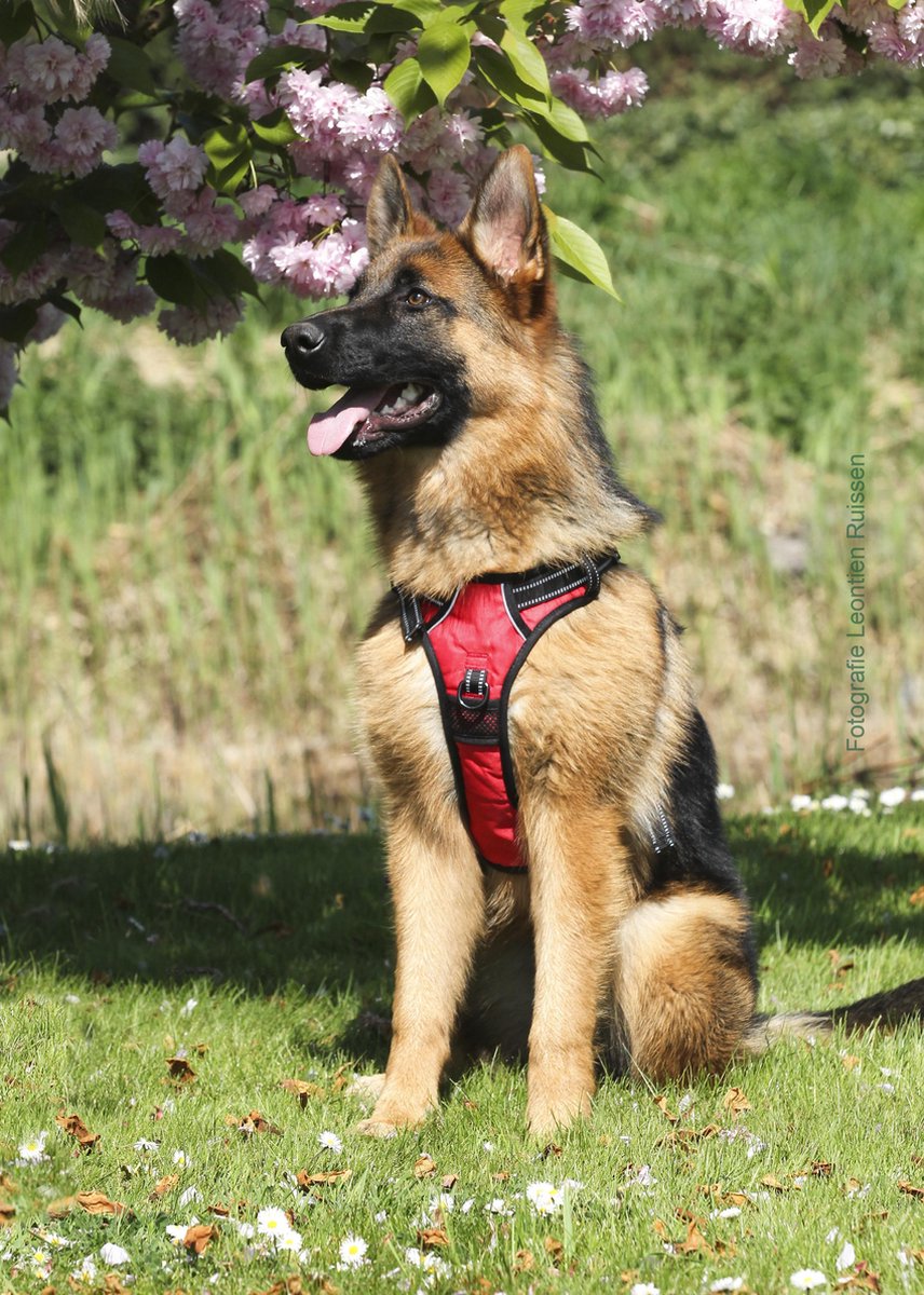 Frenkiez Reflective No Pull Dog Harness