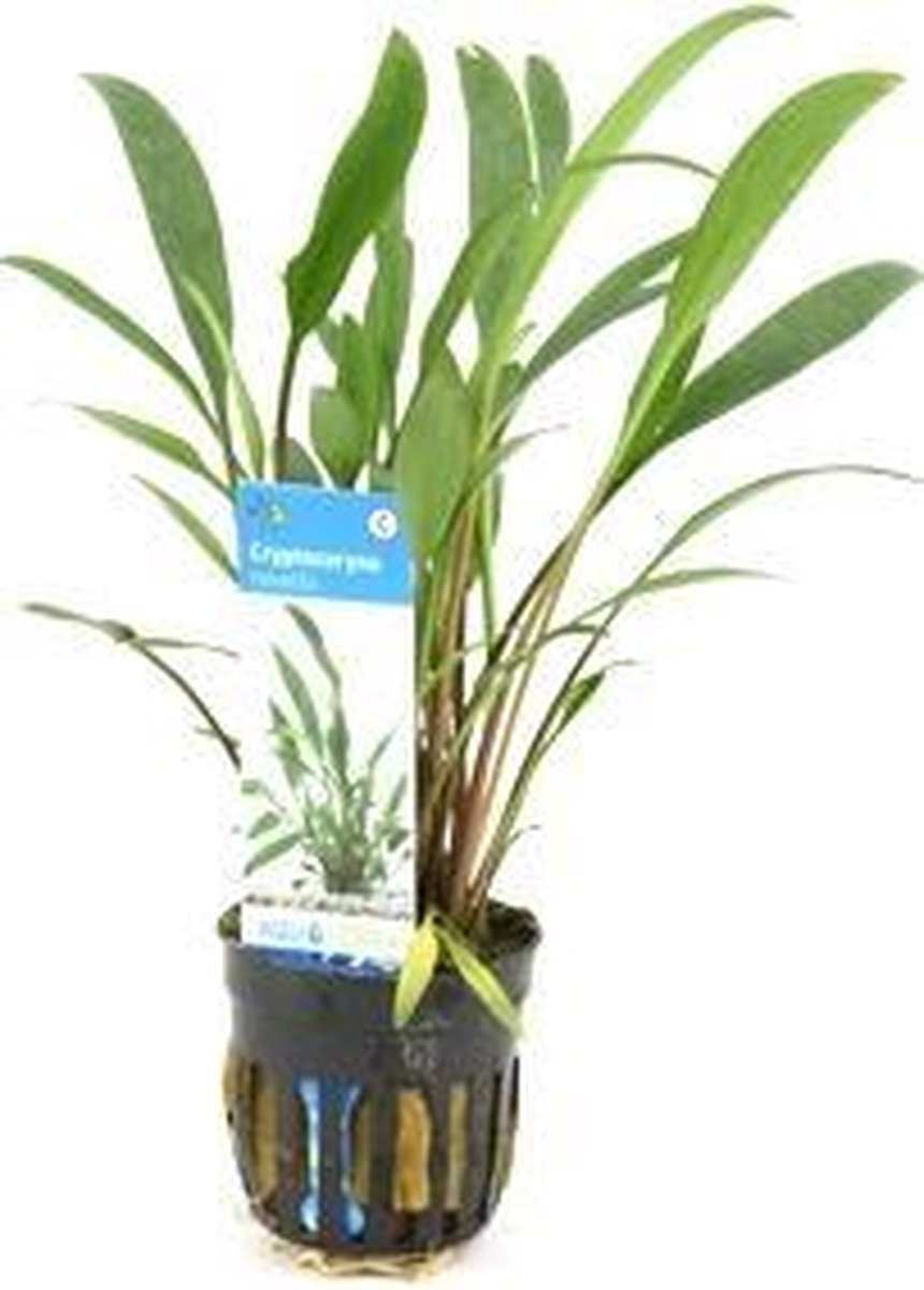 Echte Waterplant - Cryptocoryne Nervilli Voorgrond