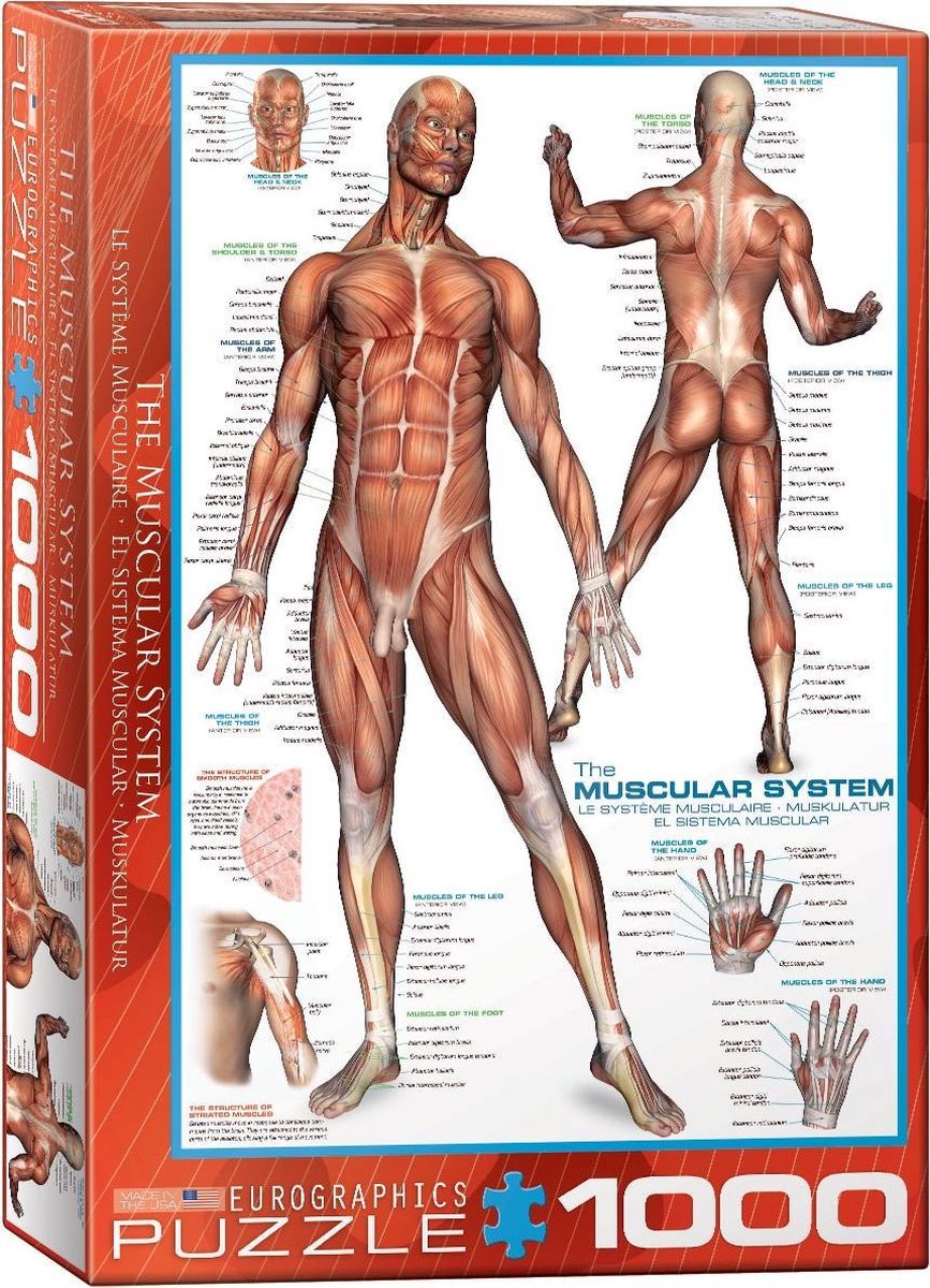 Eurographics puzzel The Muscular System - 1000 stukjes