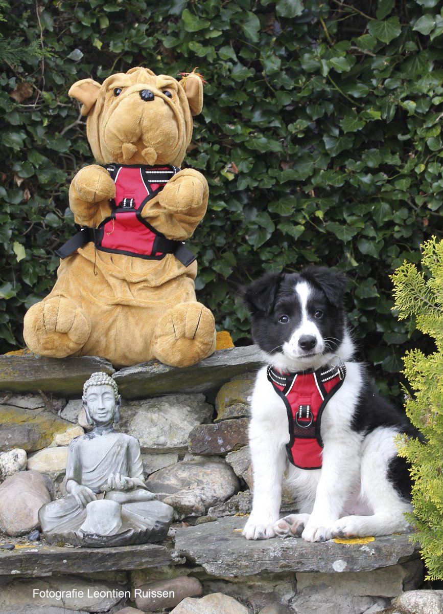 Frenkiez Reflective No Pull Harness