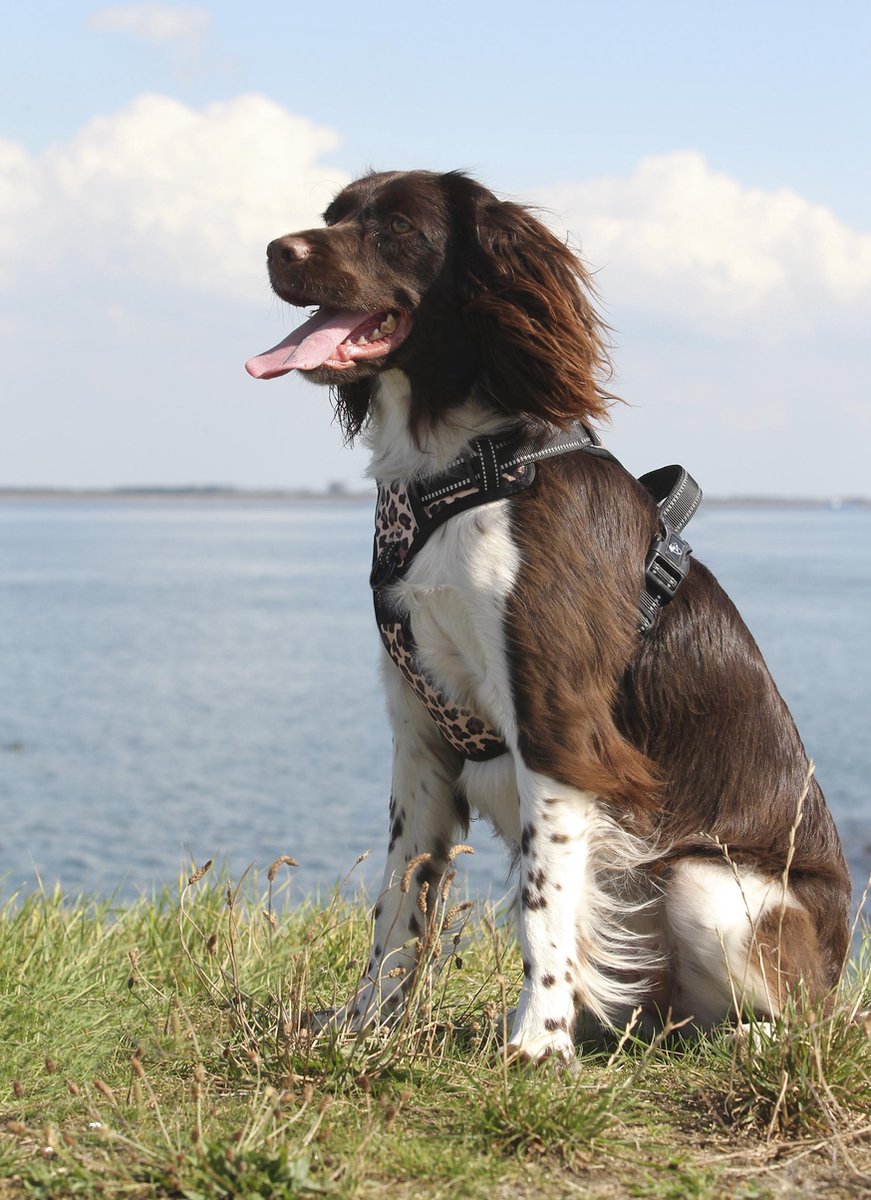 Frenkiez reflective no pull lockable harness
