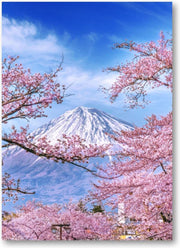Fuji-berg en kersenbloesems in de lente