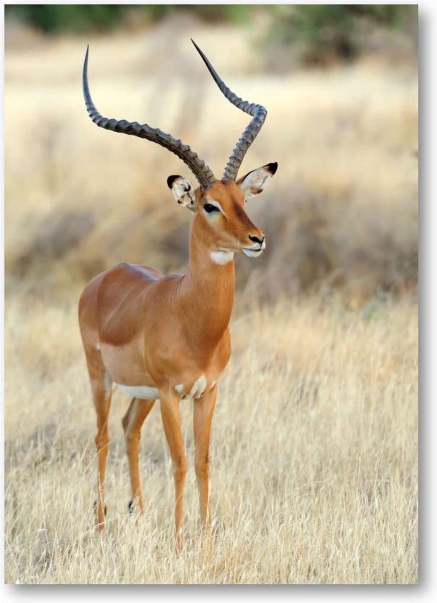 Impala Antilope op de Savanne - 120 Stukjes puzzel voor volwassenen - Dieren - Natuur