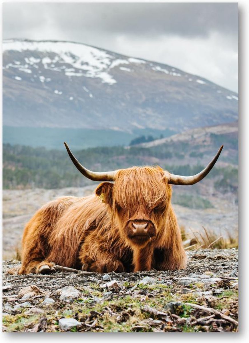 Schotse Hooglander - 120 Stukjes puzzel voor volwassenen - Besteposter - Dieren - Natuur