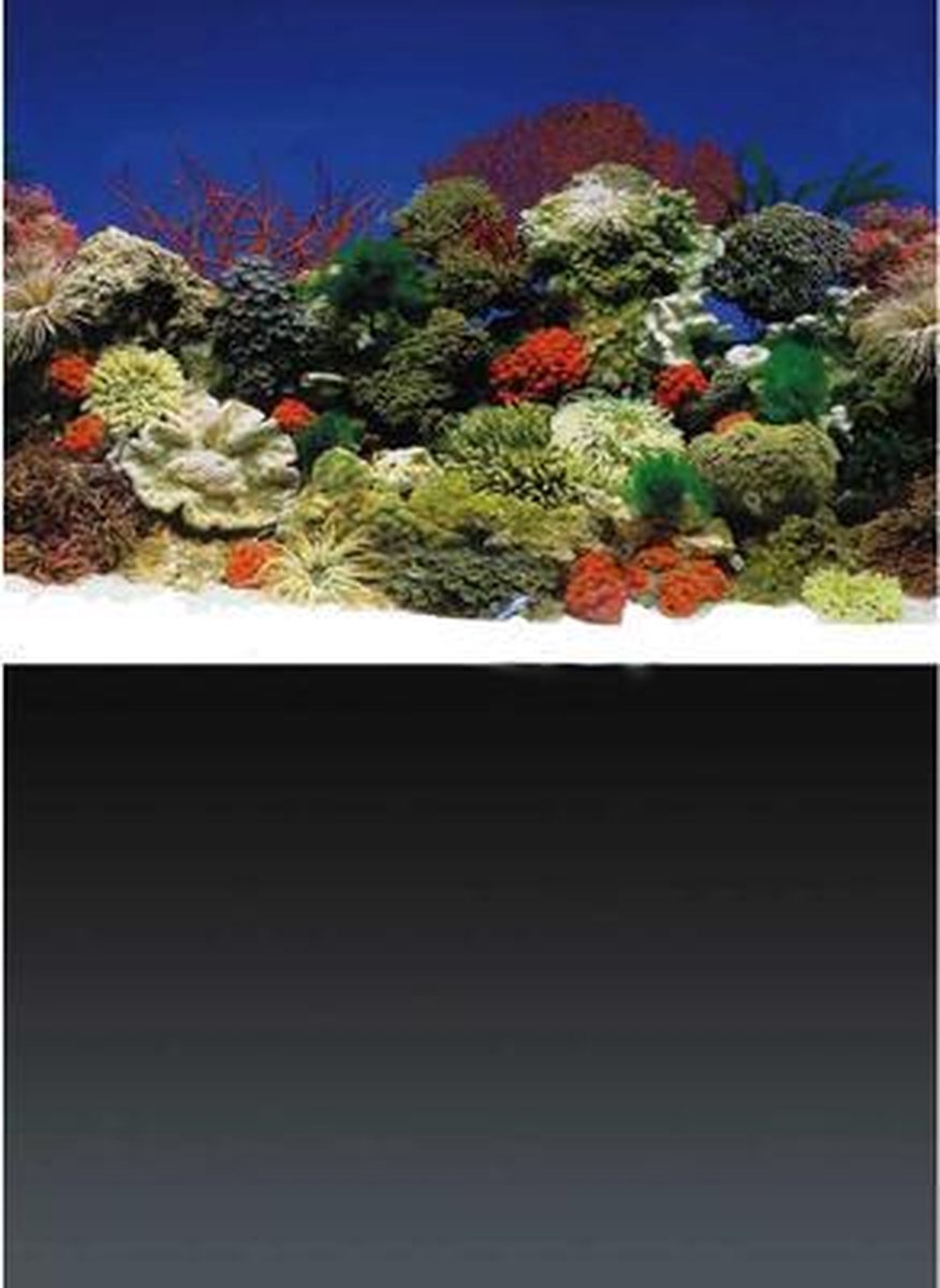 Superfish Deco Poster Nr 1 60 X 49 Cm