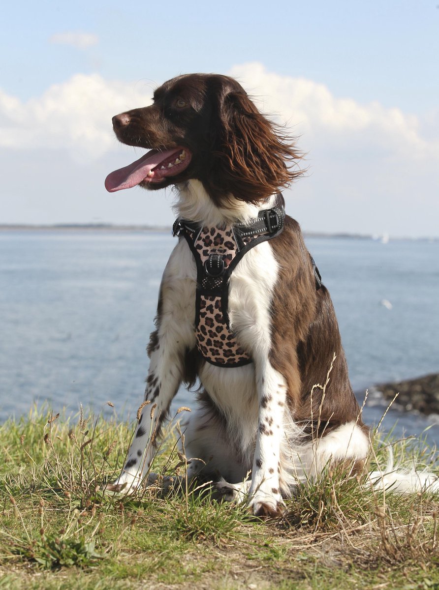 Frenkiez reflective no pull lockable harness