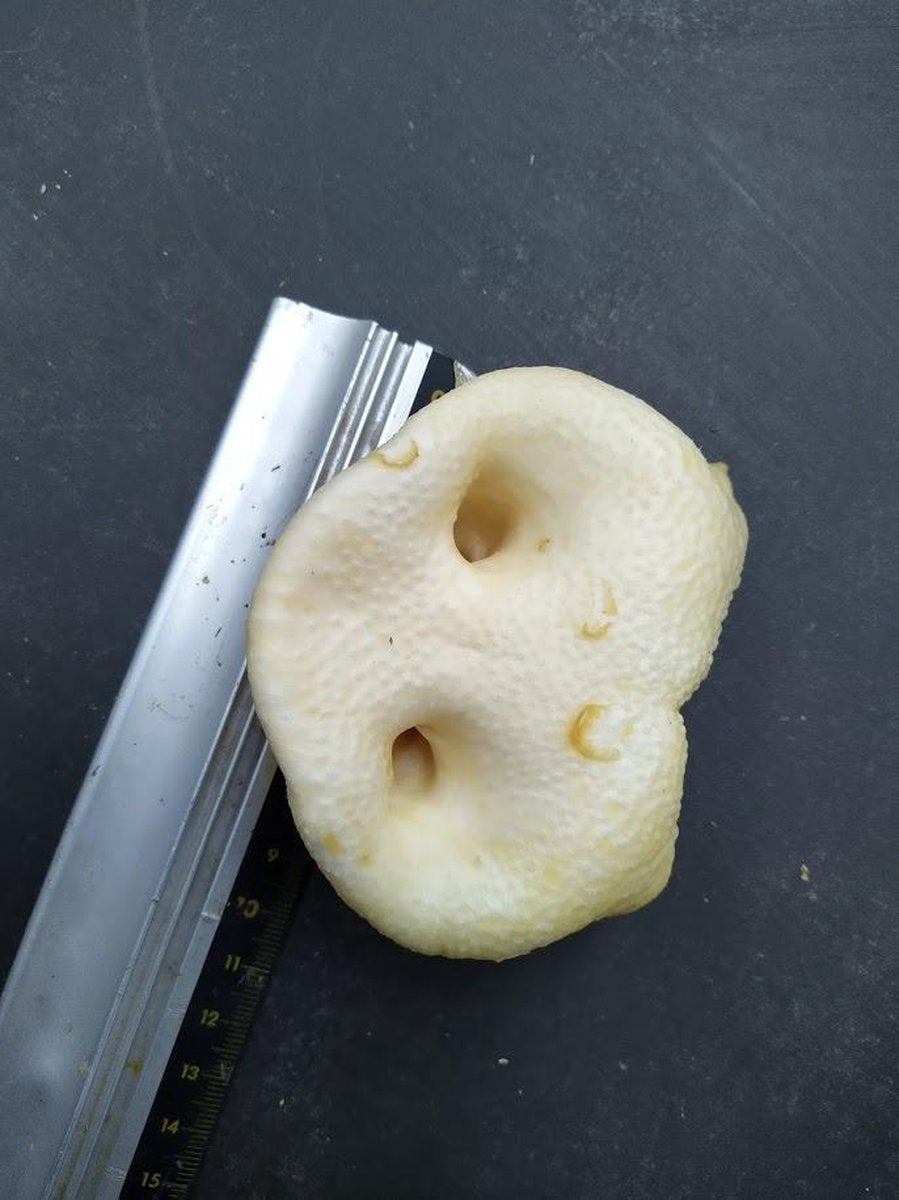 gepofte varkens neuzen varkensneus varken snuiten varkenssnuiten 5 stuks van de snackmeester 100% natuurlijk natural naturel