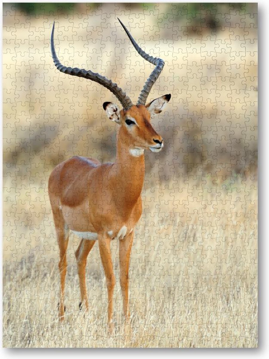 Impala Antilope op de Savanne - 500 Stukjes puzzel voor volwassenen - Dieren - Natuur