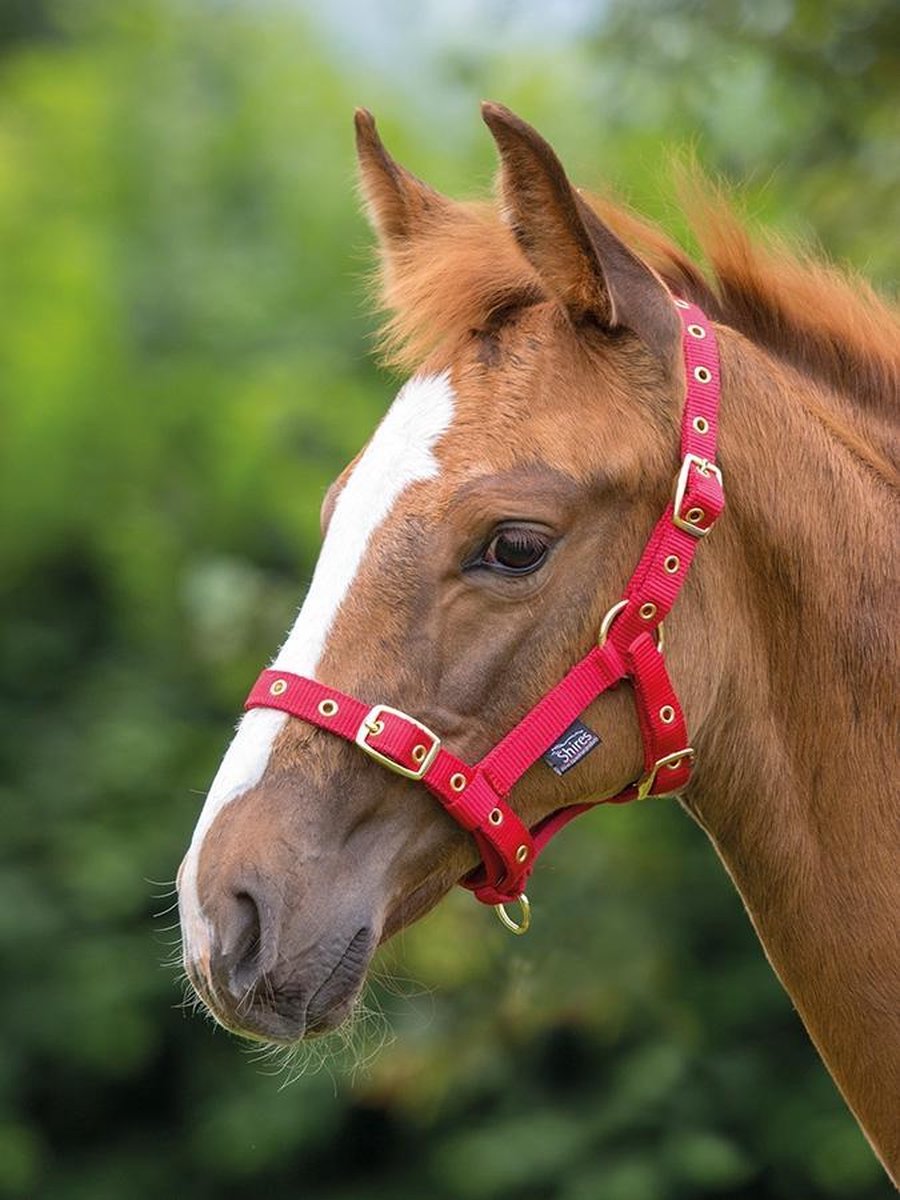 Veulenhalster Shires nylon (381)