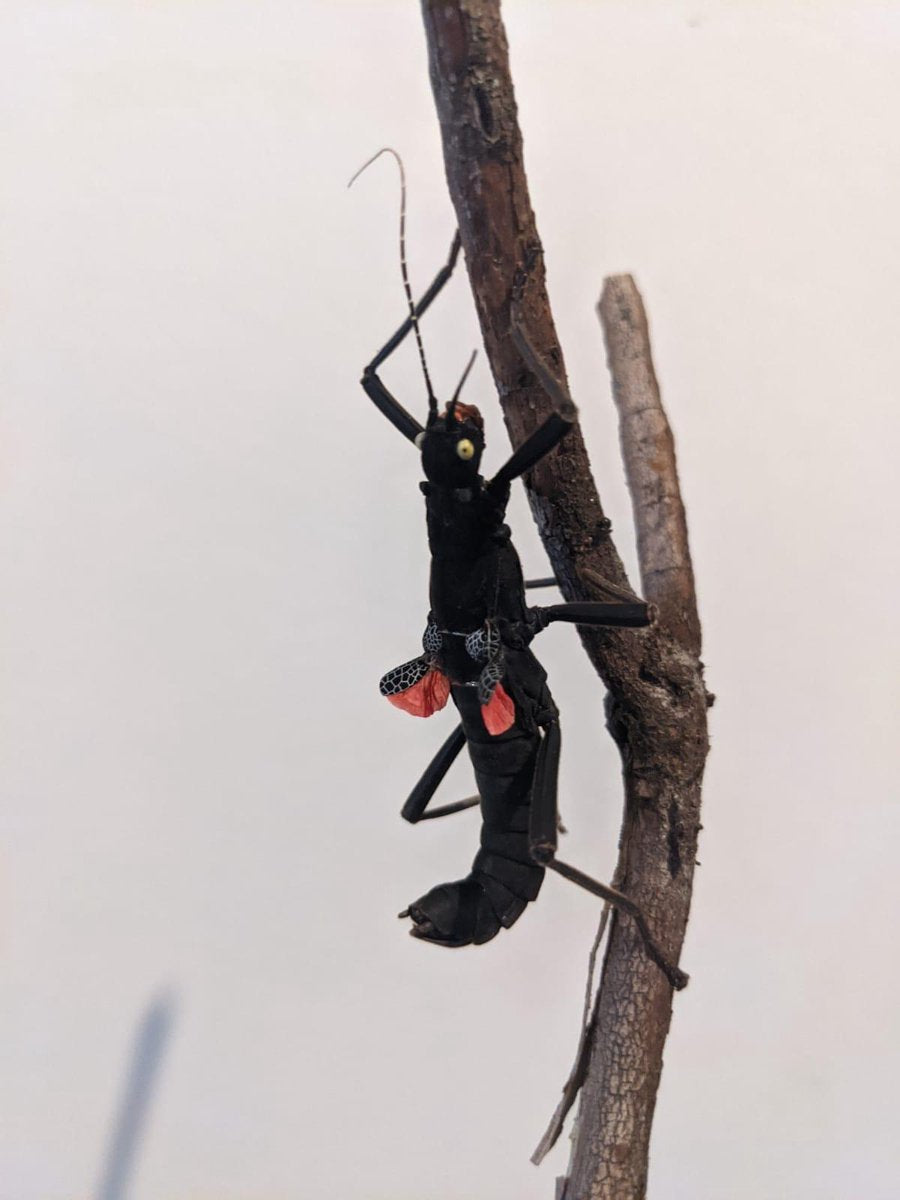MJ-GOODS_  Wandelende takken eitjes. _Black Beauty_ Peruphasma schultei _PSG270