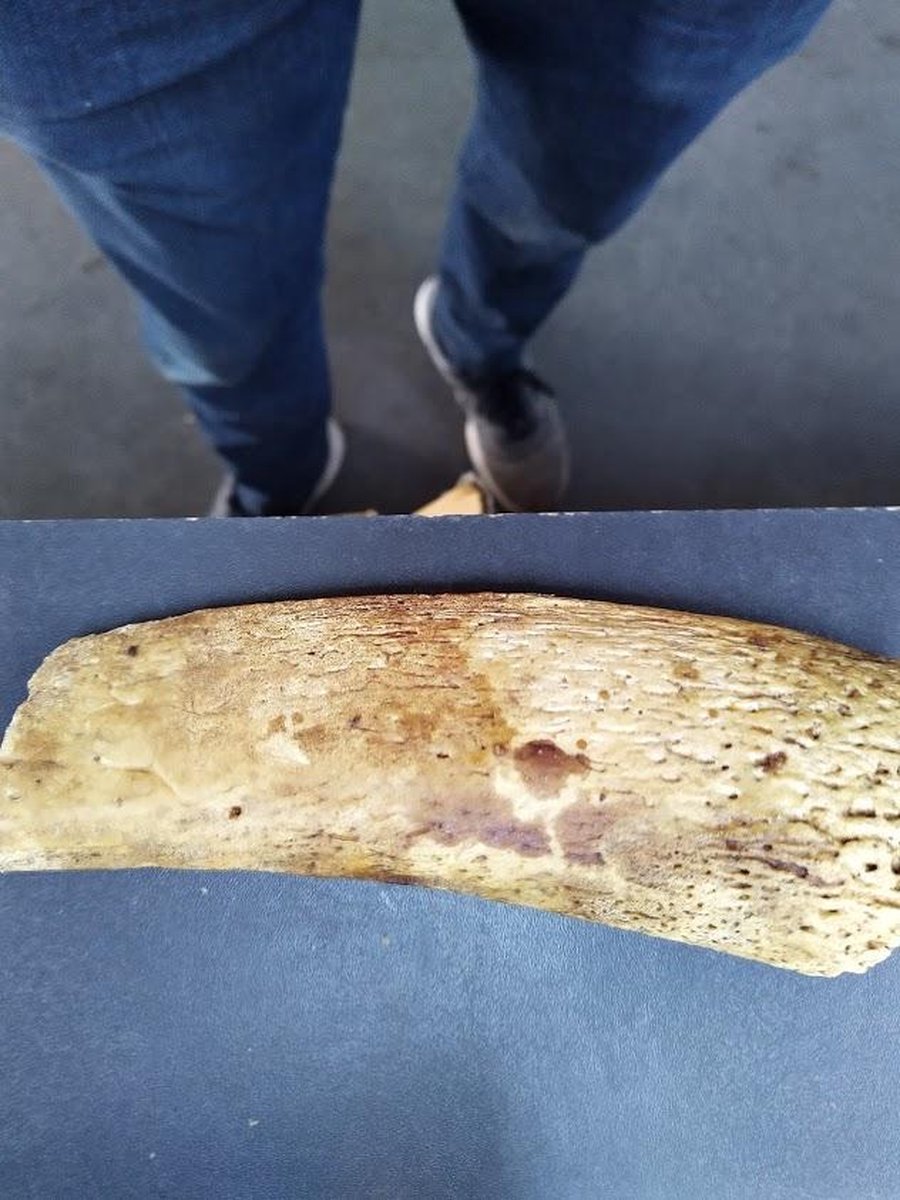 buffalo buffel hoorn merg groot 250gr zeer sterk van de snackmeester 100% natuurlijk natural naturel