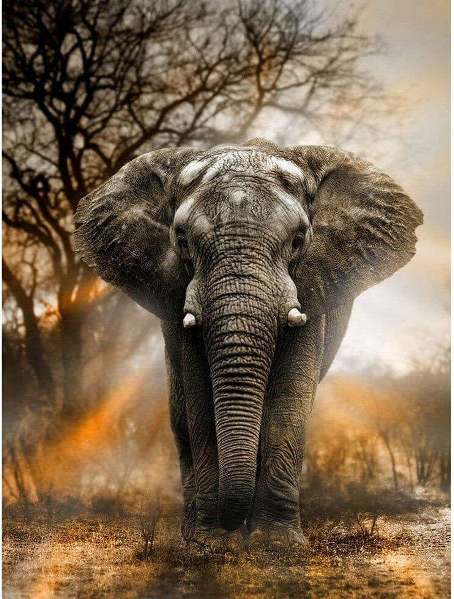 Starters pakket Olifant in schemer Diamond Painting Volwassenen 