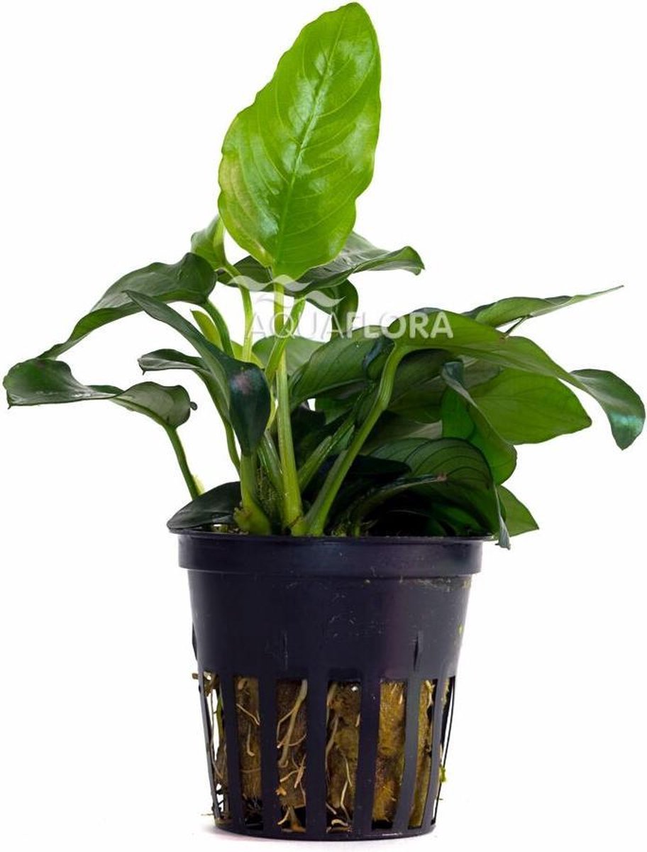 Anubias Nana 3x - Aquariumplant - Aquariumdecoratie
