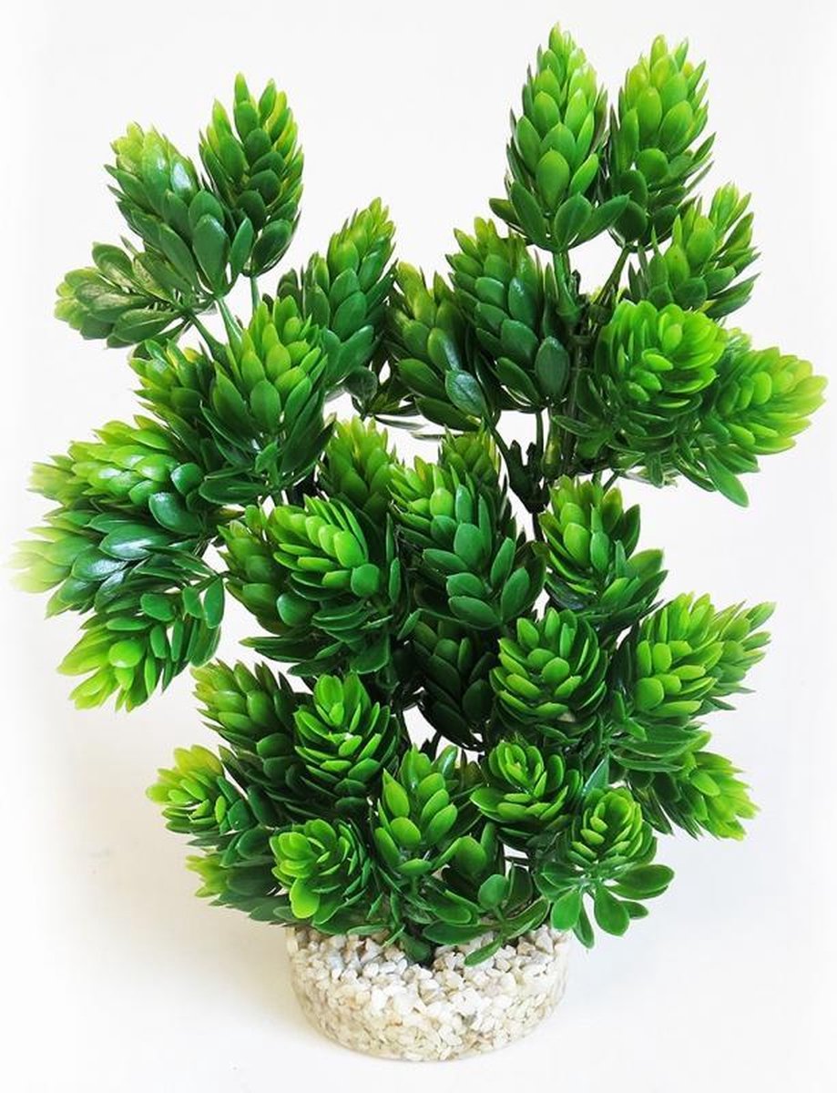 Sydeco club mos groot 22CM