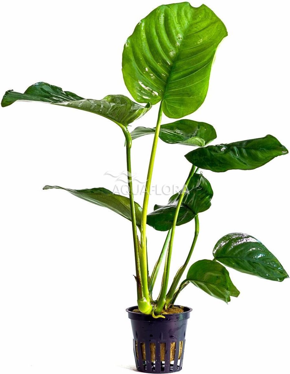 Anubias Barteri 3x - Aquariumplant - Aquariumdecoratie