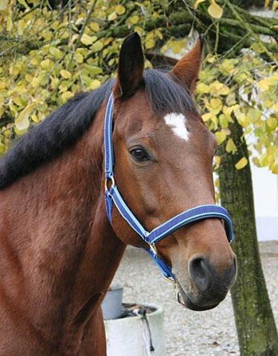 Kerbl Eurohorse Halster Rood Pony