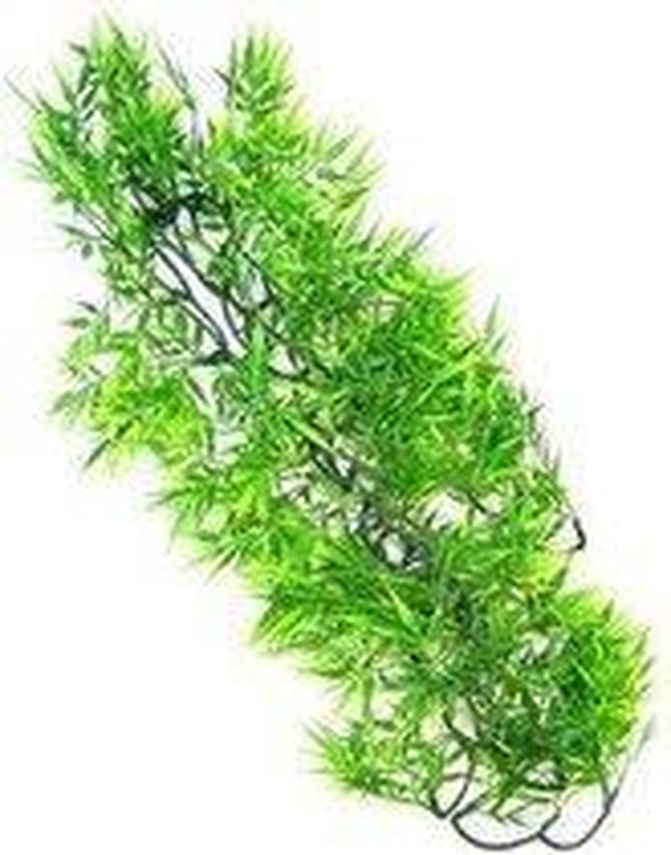ZooMed - naturalistic flora - borneo star - medium - terrariumplant