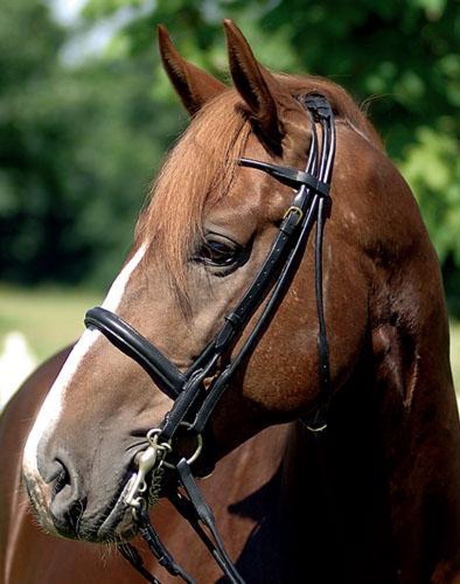 HKM Hoofdstel Stang en Trens Zwart Full