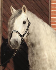 HKM Laklederen halster met strass steentjes zwart Cob