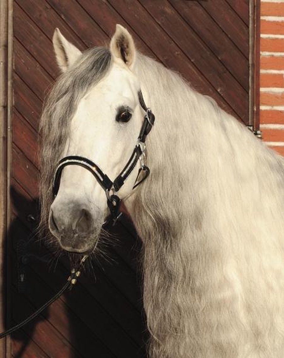 HKM Laklederen halster met strass steentjes zwart Cob