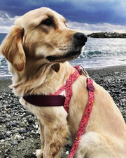 NORVEGIAN HARNESS L | Bubble Leo