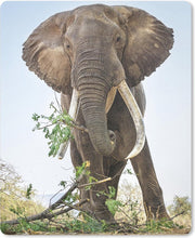 Muismat - Mousepad - Olifant eet tak in Nationaal Park Mana Pools in Zimbabwe - 30x40 cm