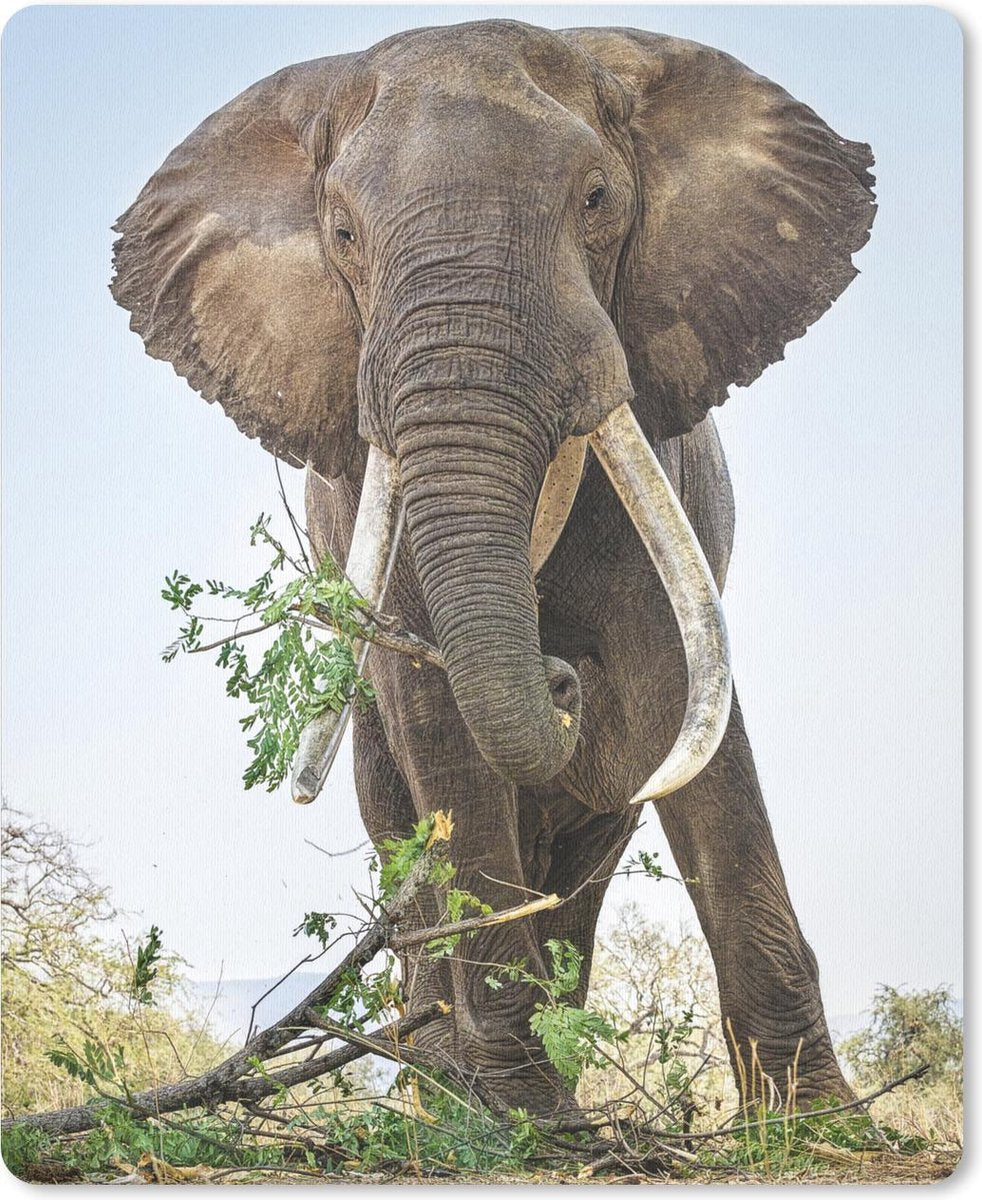 Muismat - Mousepad - Olifant eet tak in Nationaal Park Mana Pools in Zimbabwe - 30x40 cm