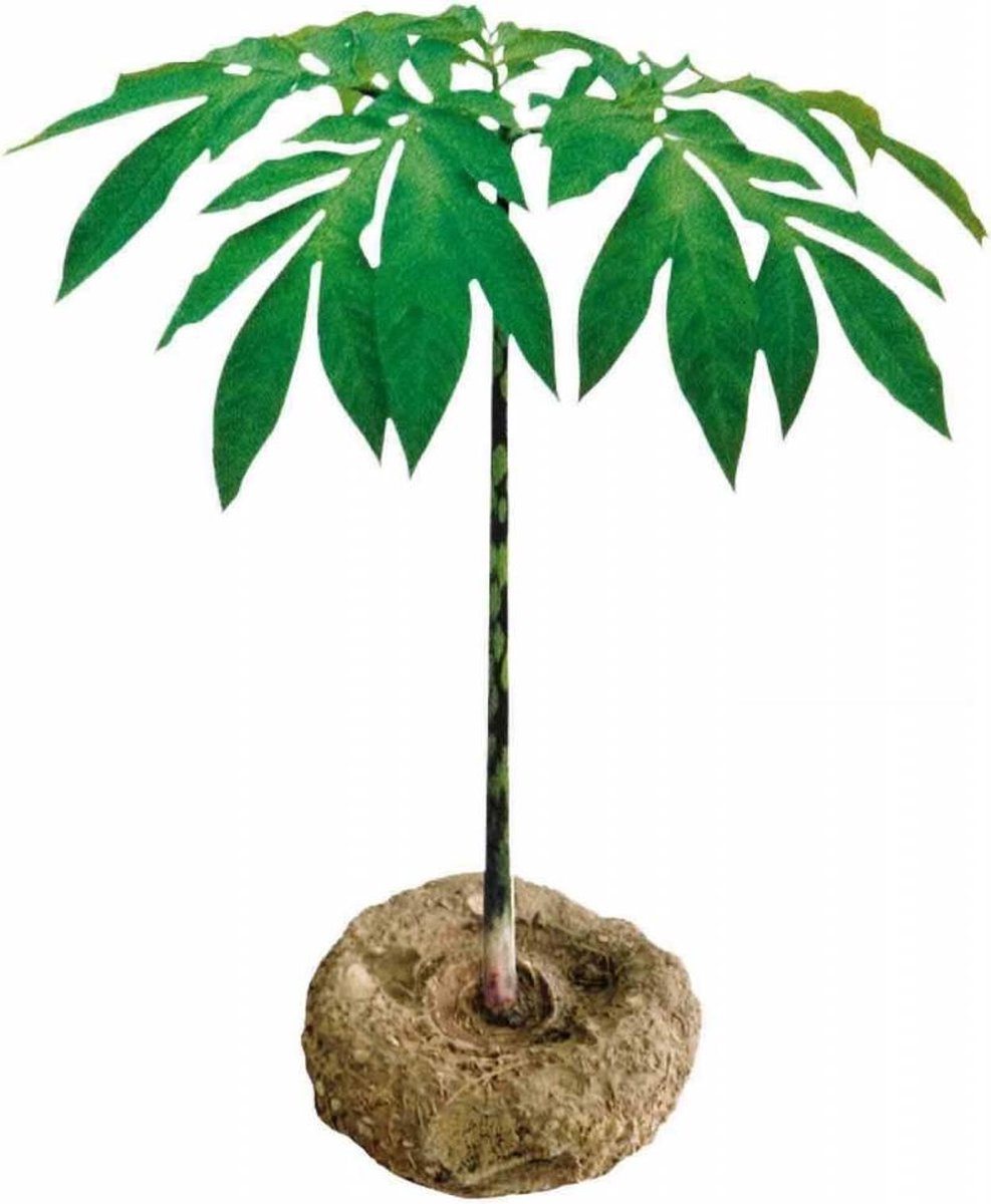 Konjac Spons Halfrond Groen