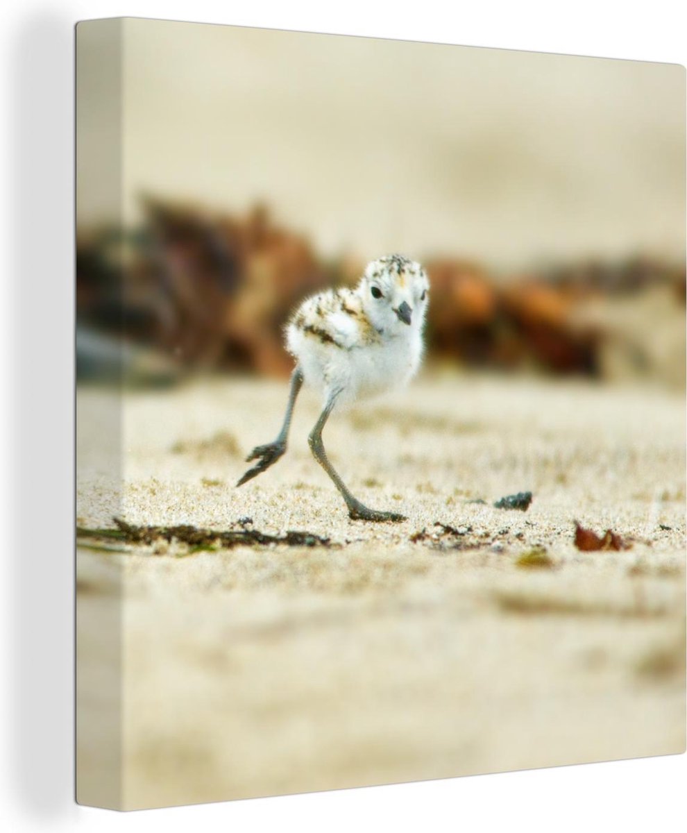 Baby strandplevier loopt over het strand Canvas 90x90 cm - Foto print op Canvas schilderij (Wanddecoratie woonkamer / slaapkamer) / Zee en Strand